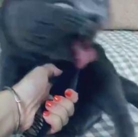 è������������������ô���£�Ϊʲô��è��ǰ������è���£�[��ͼ]