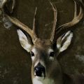 Pro Deer HuntingֲϷ